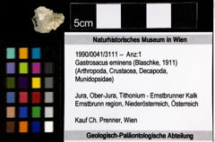 Foto (Objekt + Etiketten) von Gastrosacus eminens (Blaschke, 1911) 